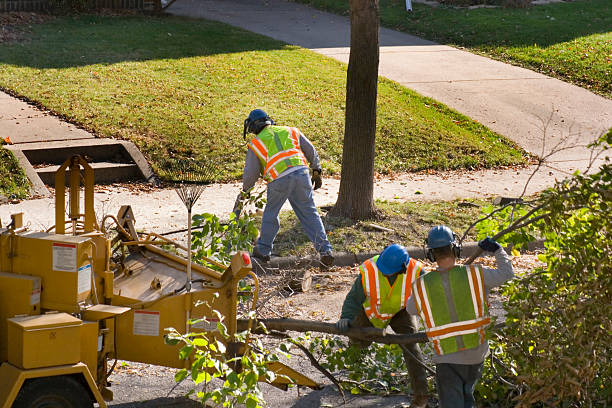 Best Hedge Trimming  in Fortuna, CA