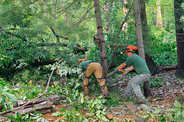 How Our Tree Care Process Works  in  Fortuna, CA