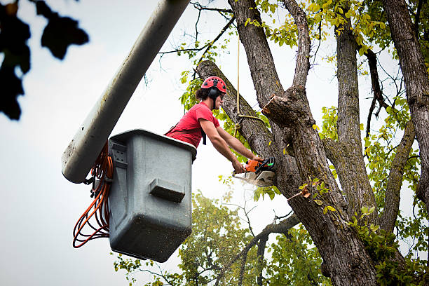 Best Tree Preservation Services  in Fortuna, CA