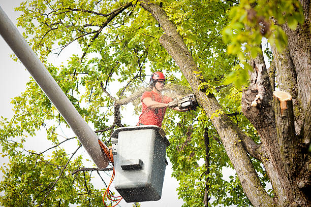 Best Palm Tree Trimming  in Fortuna, CA